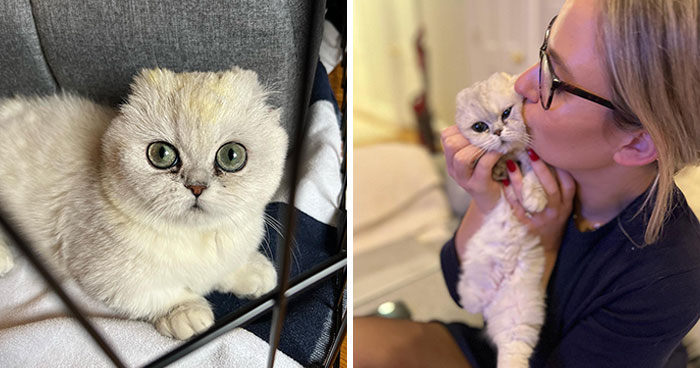 Meet Mochi, A Munchkin Cat Who Got Another Chance At Life And Found A Forever Home After Losing Her Leg, Tail, And Both Ears