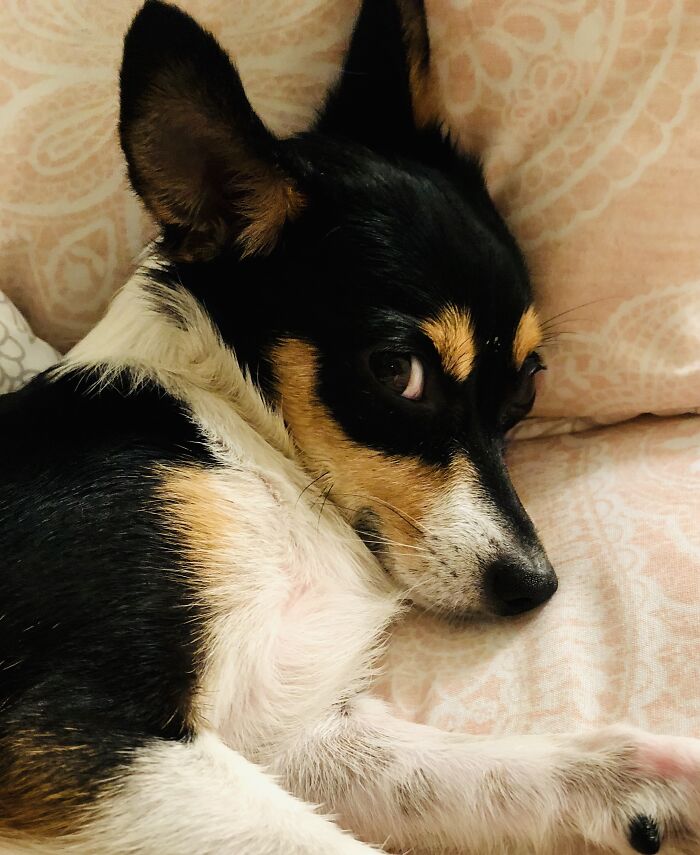 My Sweet Molly Just Waking Up From Her Nap