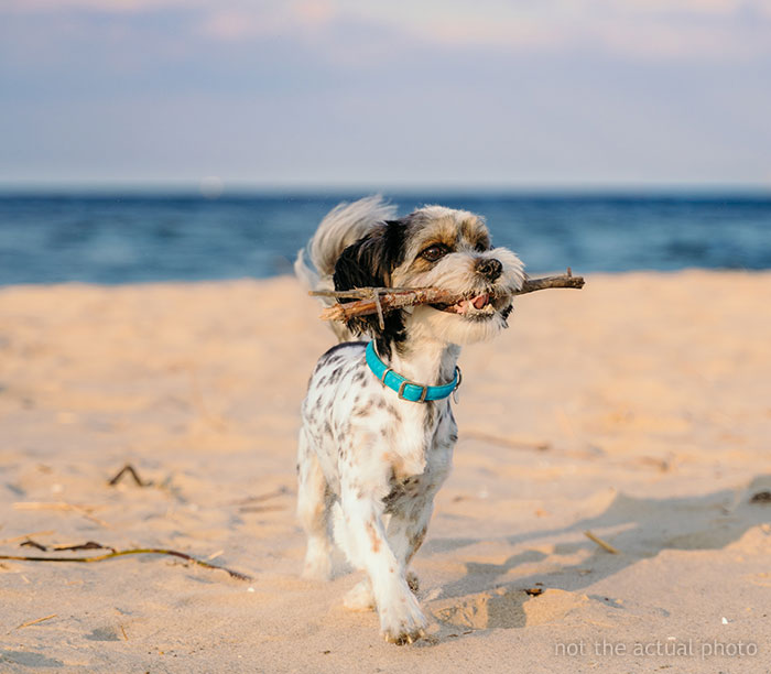 “[Would I Be The Jerk] For Not Going On A Family Vacation Because My Brother Wants To Bring His Dog”