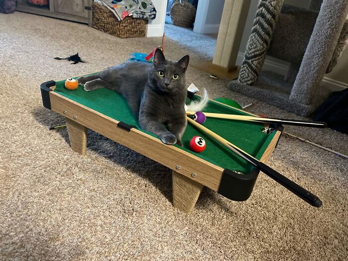 Grey cat laying on a small pool table Grey cat laying on a small pool table