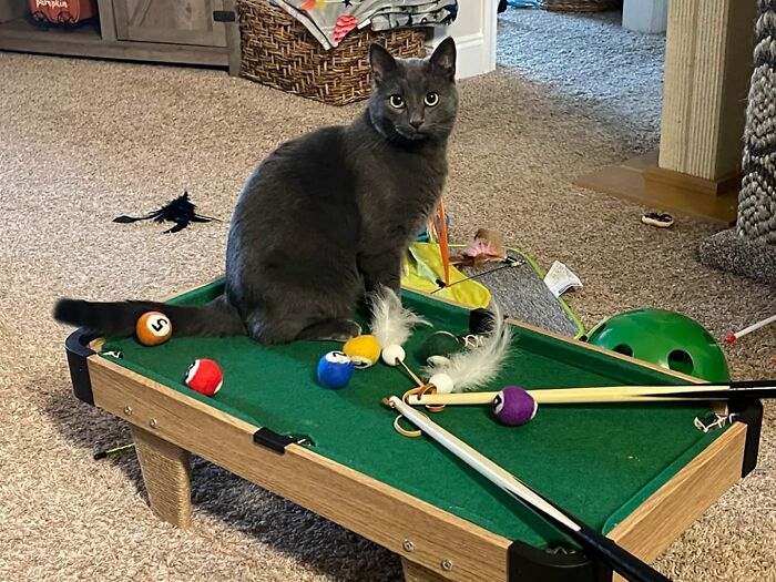 Grey cat sitting on a mini pool table Grey cat sitting on a mini pool table