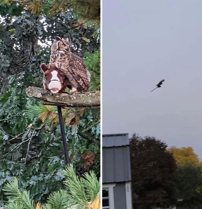 This Owl Captured Child's Hobby Horse And Carries It Around The Town