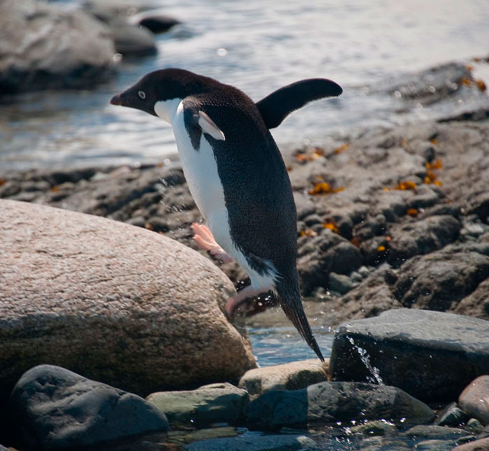 Penguin jumping