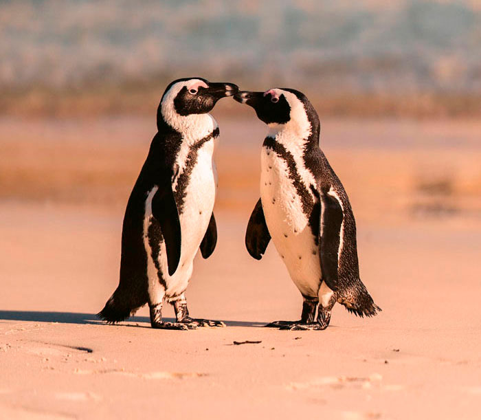 Penguins kissing