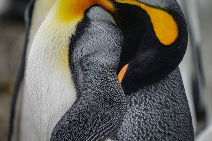 Penguin sleeping