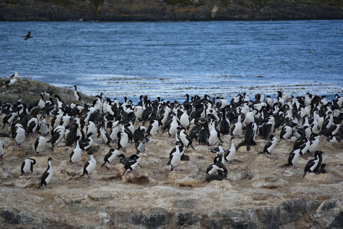 Penguins standing near ocean