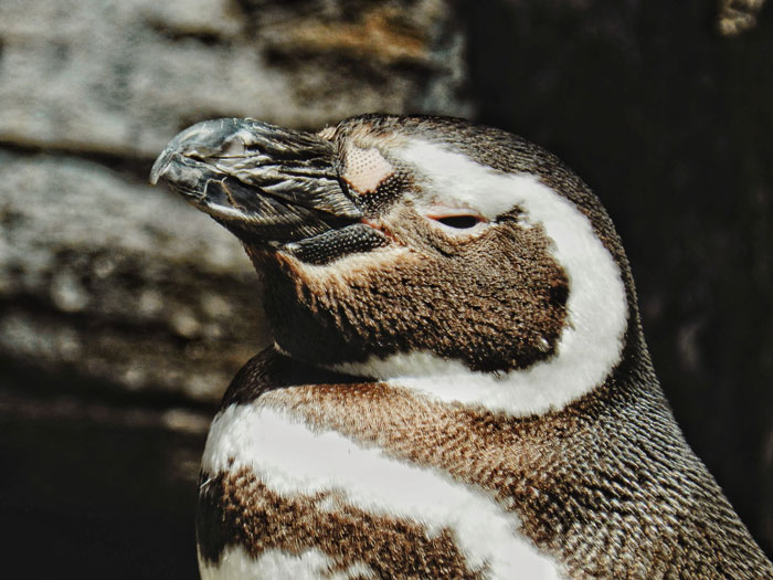 Close up penguin face