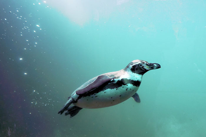 Penguin swimming
