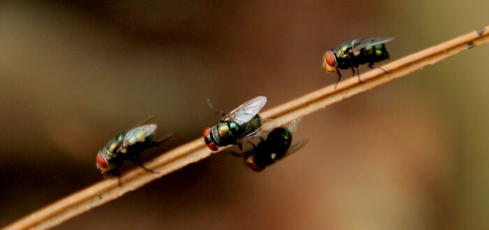 Flies On A Stick 