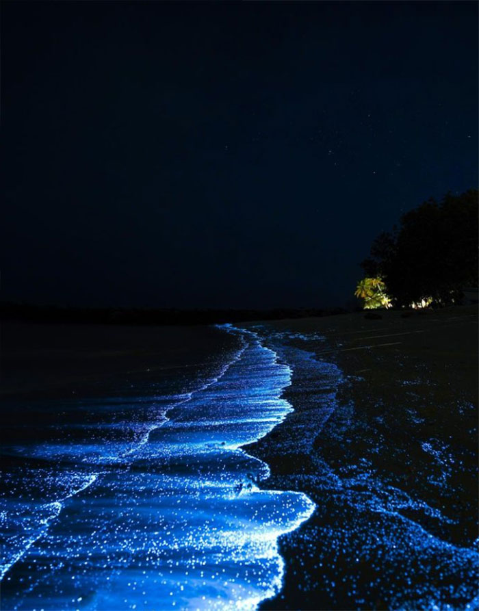 Bioluminescent Shore, Maldives