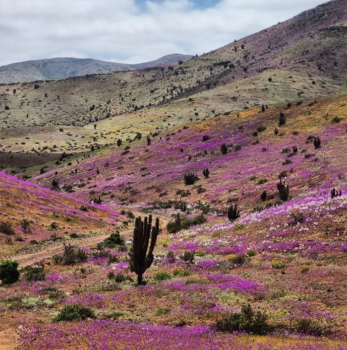 Flowering Desert, South America