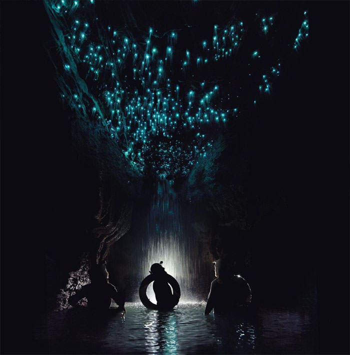 Glowworm Caves, New Zeland