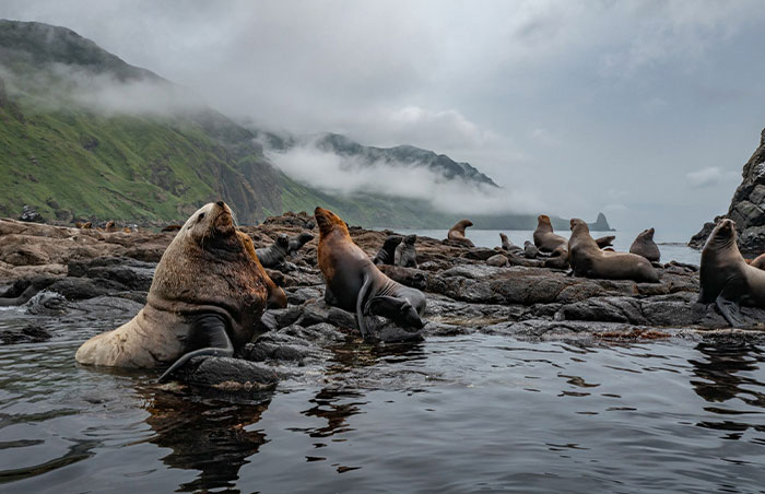 I Traveled To Moneron, A Small Volcanic Island Untouched By Man (10 Pics)