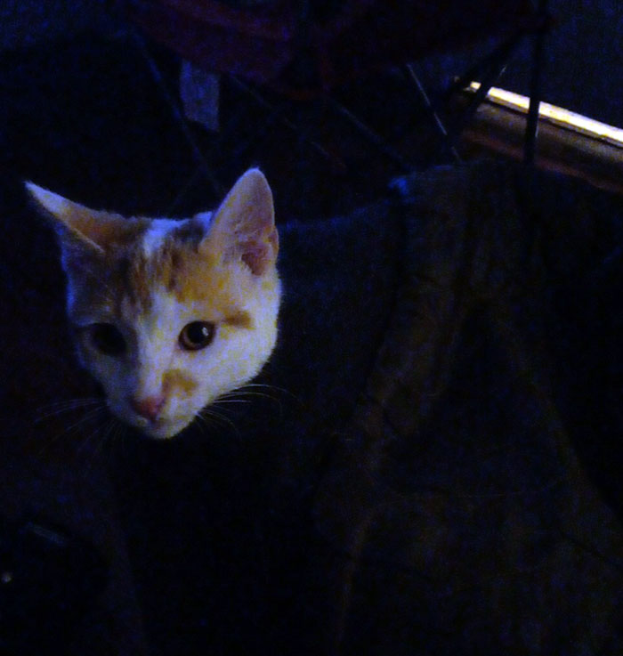 El resto de mi gato no ha cargado. ¿Es normal esto? 