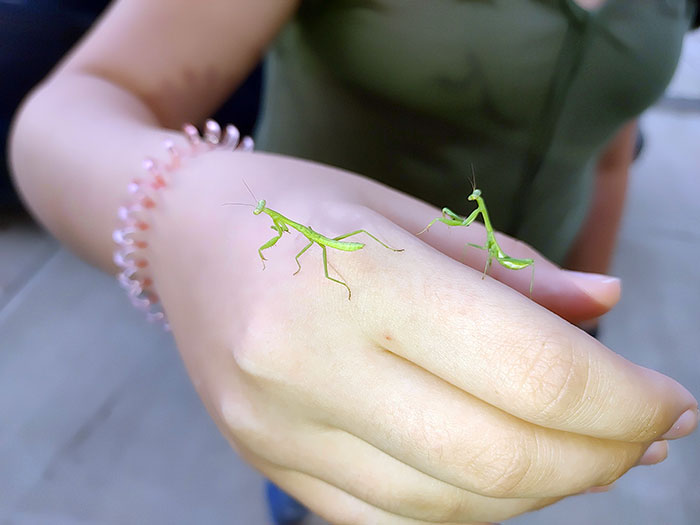 Esta foto que saqué de mi hija sosteniendo dos mantis bebés parece un mal Photoshop 