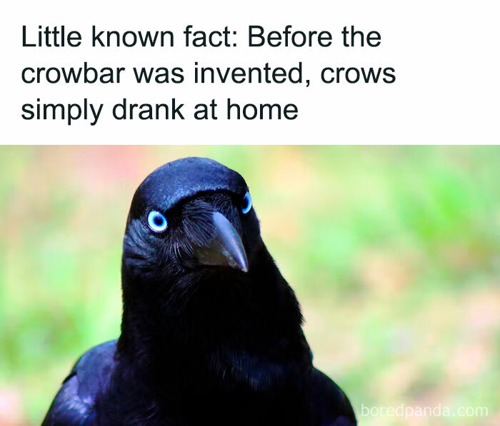 Crow with humorous dad joke about crowbars, making a playful pun with a colorful background.