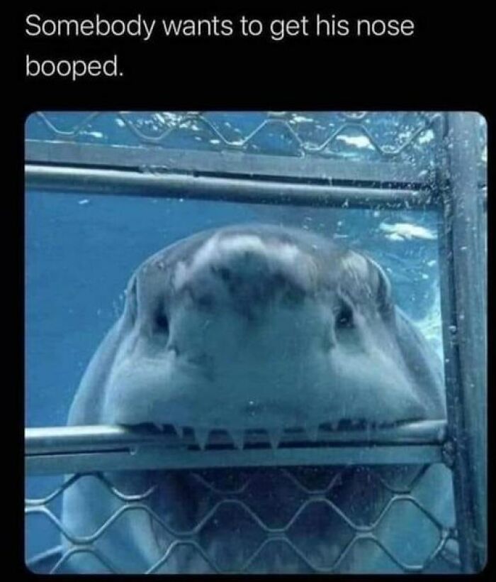 *boop*