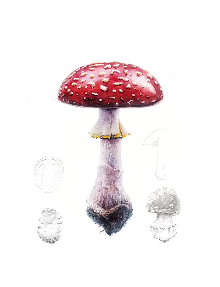 Amanita Muscaria
