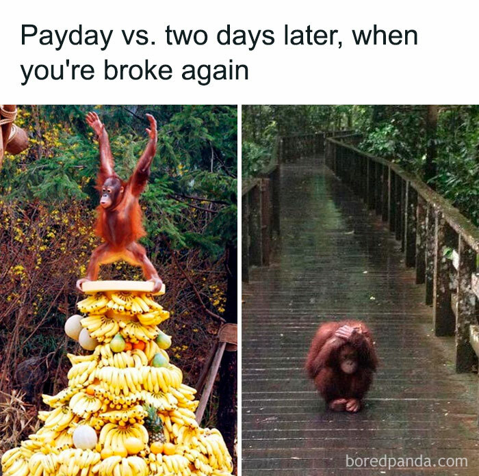 Orangutan on banana pile, then walking alone, humorously depicting money challenges.