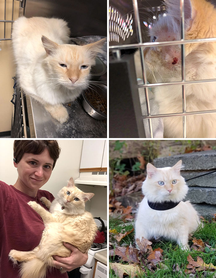 Before I Brought Lucian Home, He Had A Dog Bite Wound And Was Dirty With Fleas And Worms. Now He's A Happy Cat