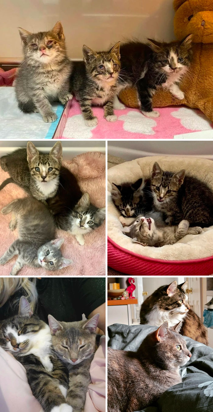 Found On Long Island With A Horrible Eye Infection