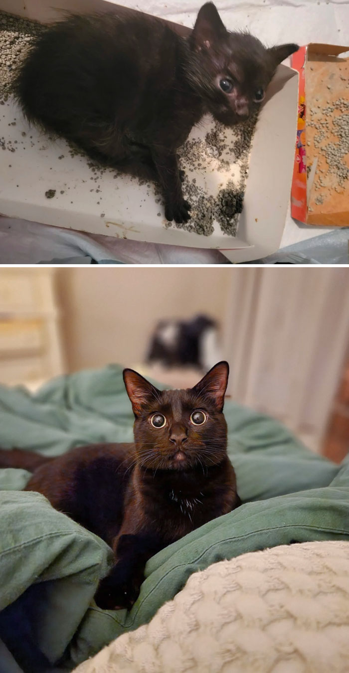 This Little Guy Was Found Abandoned In A Trunk. I'd Say He's Doing Better Now