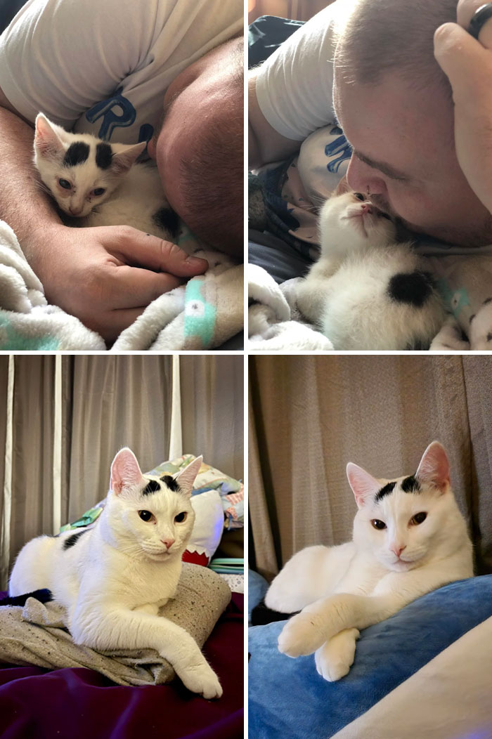 My Little Dizzy. Someone Found Him In A Field With A Few Other Cats Around 6 Weeks Old And He’s About To Turn 4