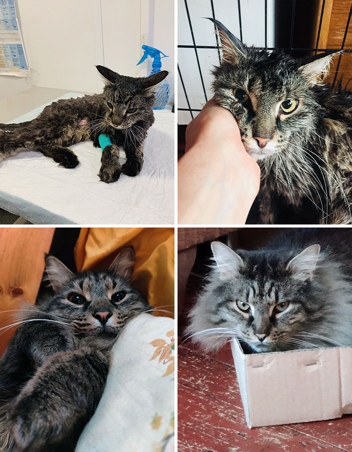 This Is Tima. His Previous Owners Brought Him To The Vet With Pulmonary Edema To Euthanize. I Saw Him And Decided To Help