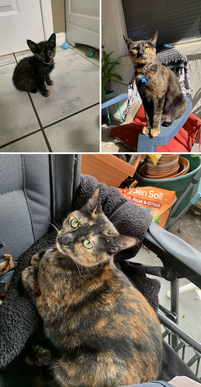 Jolene Was Found At 8 Weeks In A Van Engine Near My House. Now She's Celebrating Her First Birthday, And Her Beauty Is Beyond Compare