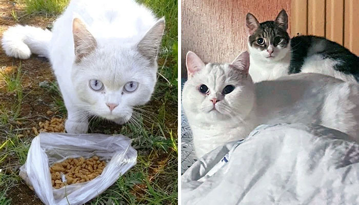 I Rescued This Sweet Cat Marik From The Basement This Summer. Before vs. After