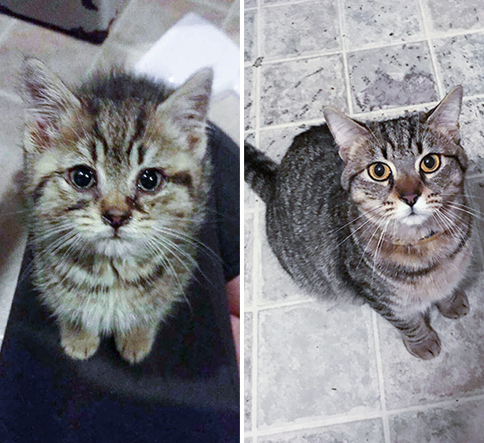 This Is Guppy And He Was Found In A Tomato Patch. He Was Almost Put Down But Now He's Doing Better Than Ever