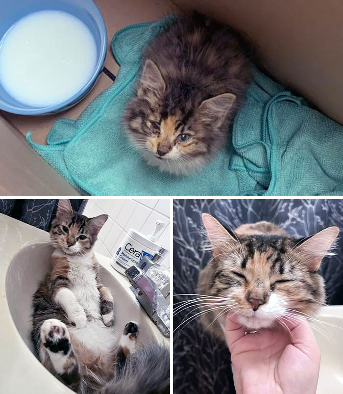 When I Found Nugget, She Was Covered In Fleas, Had An Eye Infection, And A Heart Murmur. Now She's Big And Loves Chin Scratches