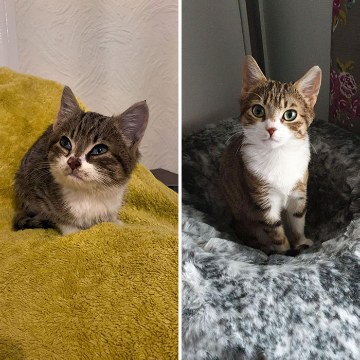 From Abandoned, Worm Infested 7-Week-Old Kitten To A Happy And Playful 5-Month-Old Cat