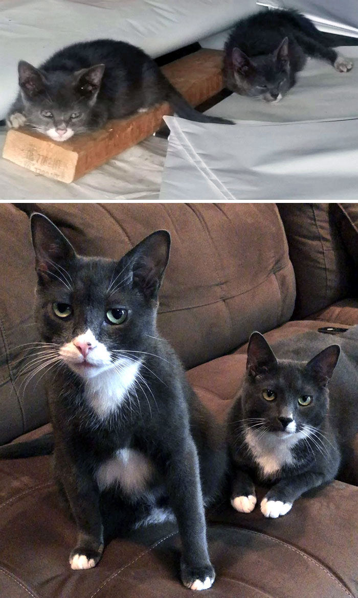 Saving These Two Monkeys From The Filthy Storage Container They Called Home Was The Best Decision Ever. Before And After