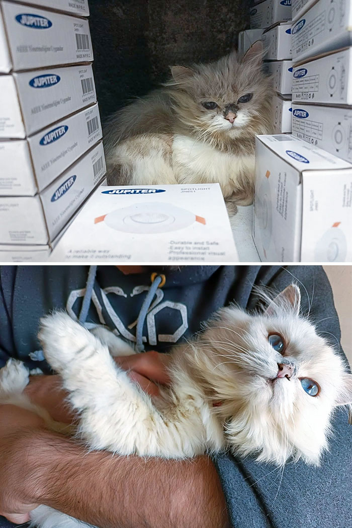 Before And After Photos Of Our Rescue. Meet Princess Peanut