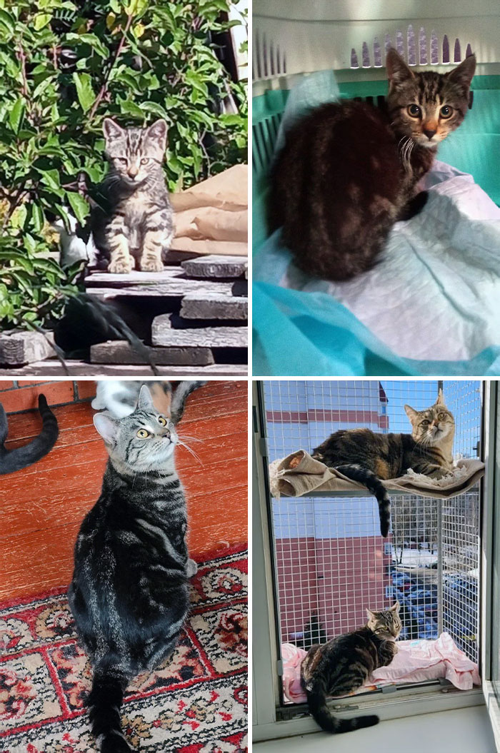 This Is Kitten That I Rescued From Dachas. He Was A Stray Kitten With No Chance Of Surviving This Winter. Now He Has His Own Loving Family