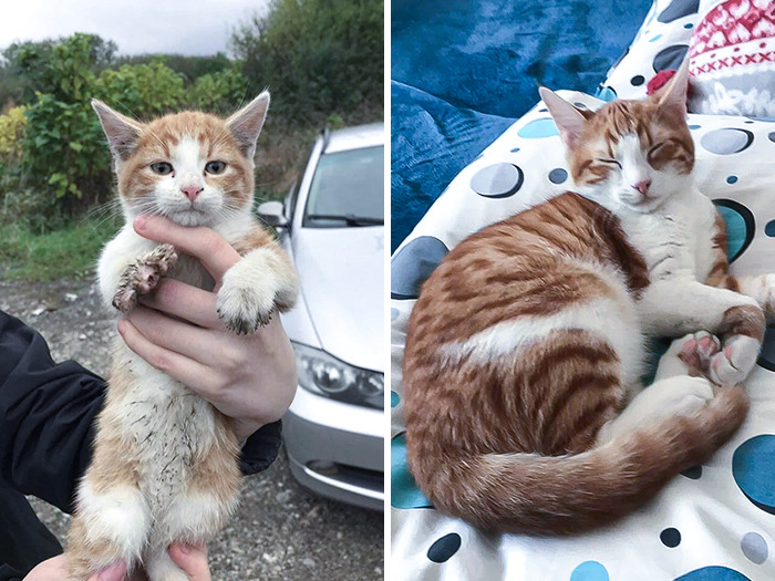 I Have Always Wanted A Cat Since I Was Little. So I Found Myself A Rescue. This Is Tiger