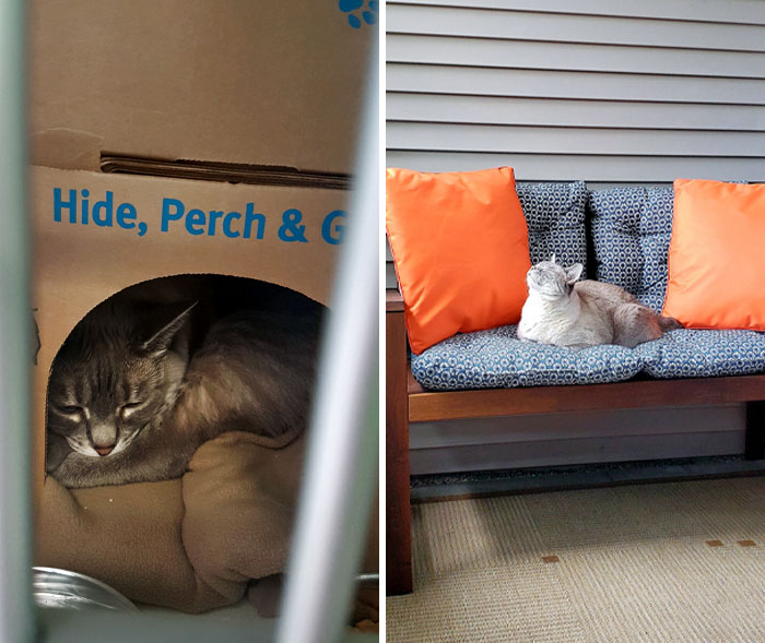 I Adopted The Saddest Looking Cat At The Shelter Three Years Ago. This Is Her Now