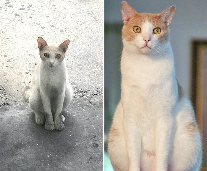 This Is Our Rescue Cat, Grubbs. My Father Found Him At His Work And Brought Him Home After The Company Next Door Did Something To His Mother. He Is Safe Now And Thriving