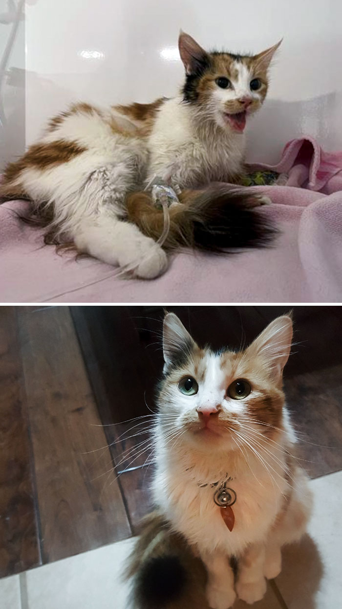 Only A Week Between Pictures. Maggie Was Brought Into With Critical Condition. Her Abdomen Was Full Of Air, And She Was Unable To Walk. Before And After