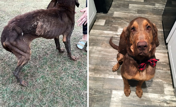 I Just Wanted To Show Off My Moochie, My Pride, And Joy. He Was Used In A Puppy Mill As A Stud For Five Years While Also Being Starved. Before vs. After