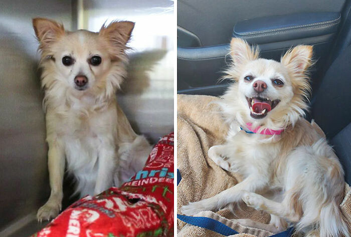 Cholula's Shelter Picture And The Day I Took Her Home