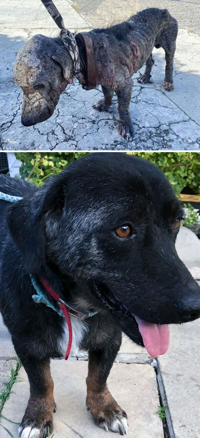 This Is Chef. He Was Rescued Outside KFC In Antigua Two Years Ago. He's Finally Found His Forever Home In Calgary, Canada