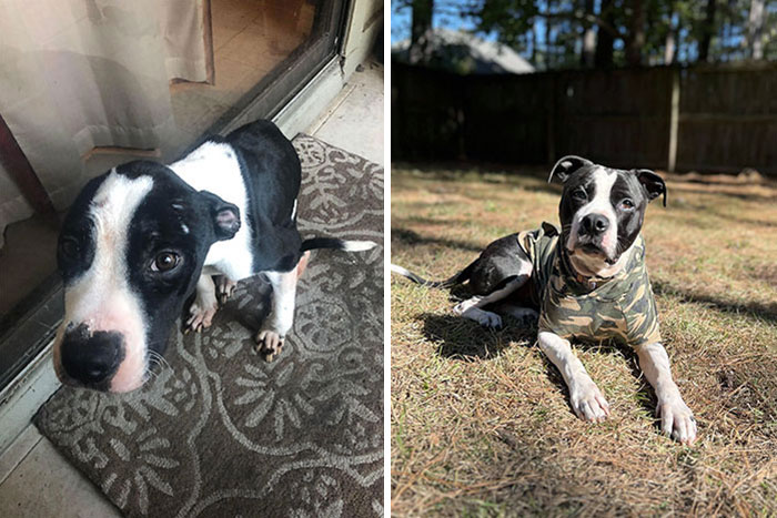 My Boy Morty Before And After Finding Him Starving On The Street. 4 Years Later, And He's Still The Best Boy