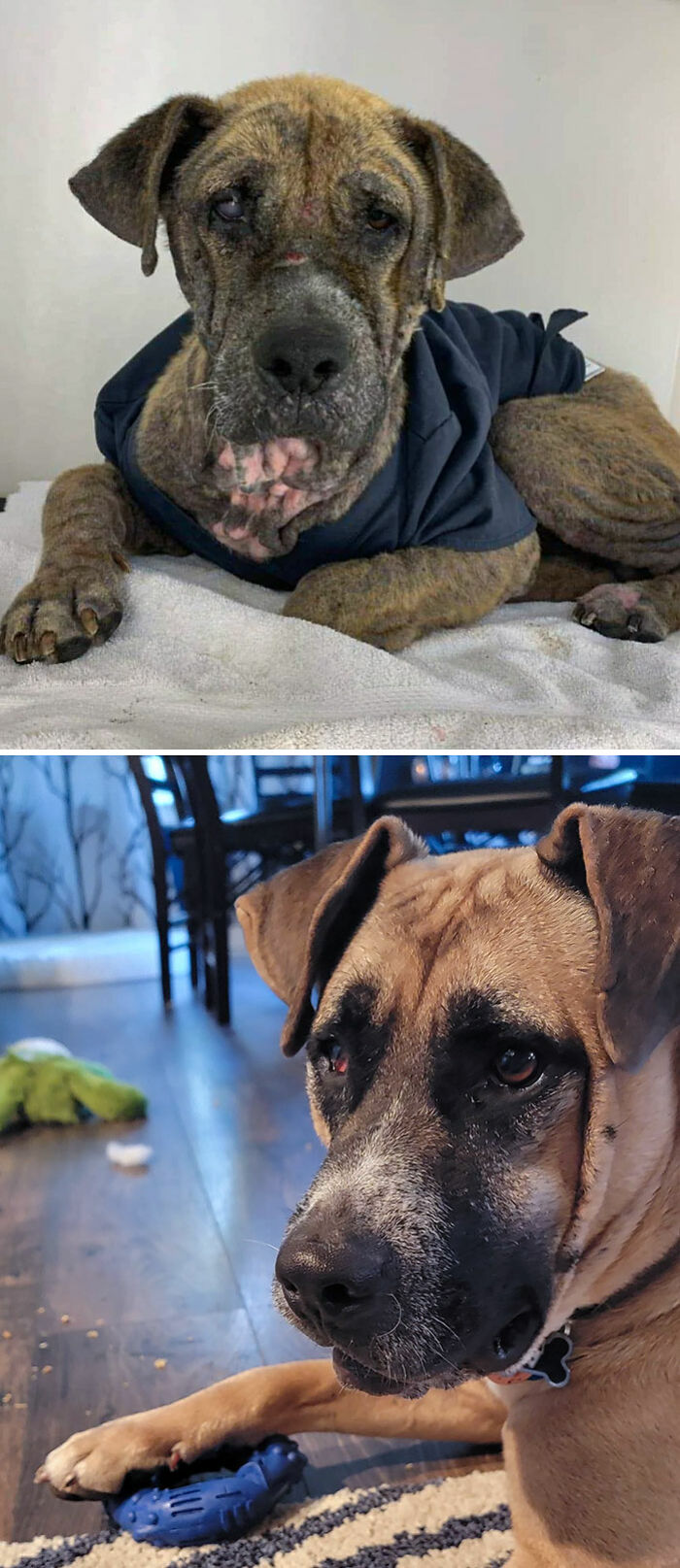 Theo Was Found Over A Year Ago On The Streets And Rehabilitated By A Wonderful Organization. I Adopted Him 2 Weeks Ago. I Think He's Enjoying His New Home