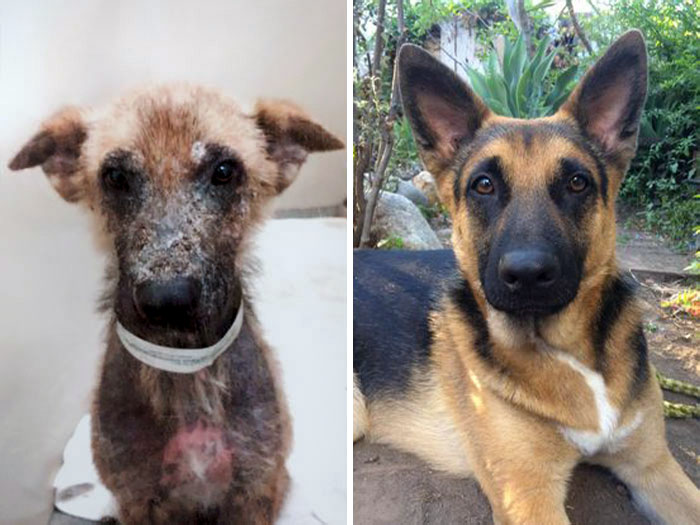 This Dog Is Competing For "Top Shelter Dog Makeover," And I'm So Emotional Right Now. Before vs. After