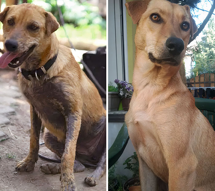 Before And After Adoption