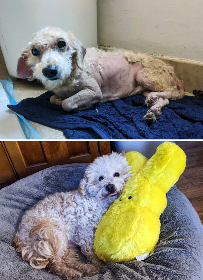 I Found Victor In A Box On The Side Of The Road And Didn't Have Any Mobility In His Back Legs. 2 Years Later, He Has A Wheelchair And Can Walk Very Wobbly