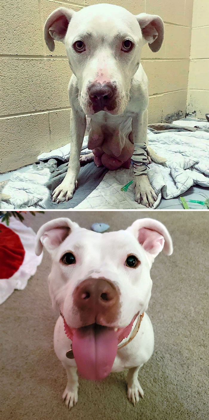 Before And After Of Ms. Joni Bologna