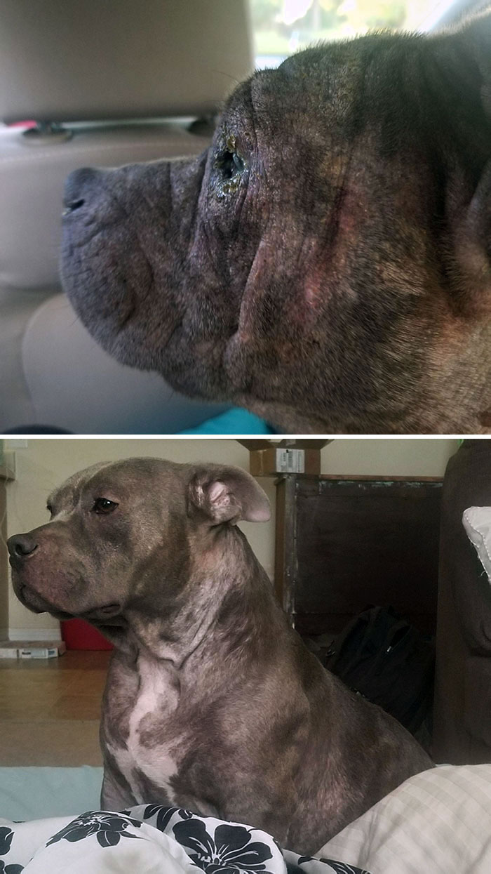 This Is Rimosa. She's A 3-Year-Old Blue Nose Pitbull Terrier That I Rescued About 9 Weeks Ago